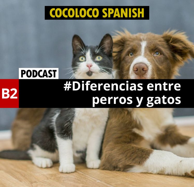 Diferencias entre perros y gatos